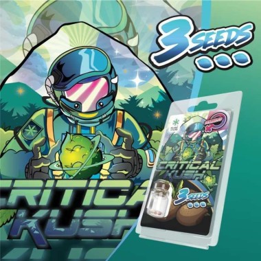 Feminisierte Critical Kush Samen Plant of Life