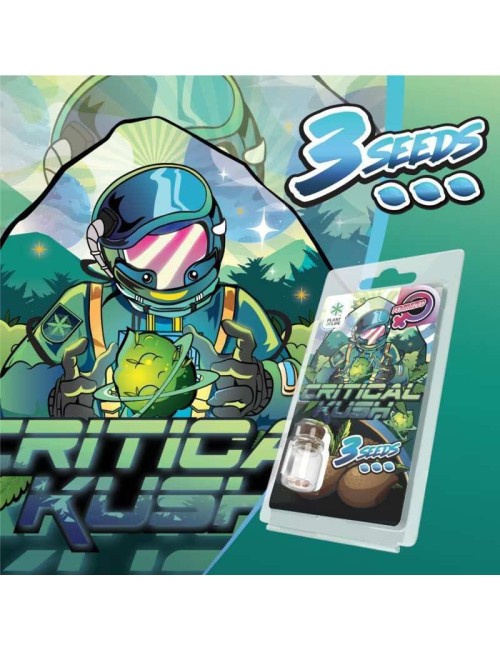 Feminisierte Critical Kush Samen Plant of Life