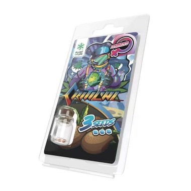 3 Critical FEMINISIERTE Samen | Plant of Life