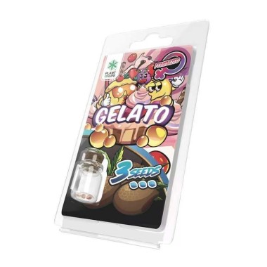 3 Gelato FEMINISIERTE Samen | Plant of Life