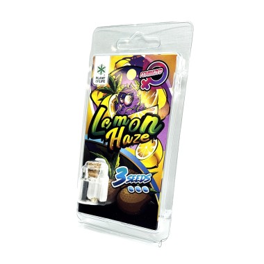 3 Lemon Haze FEMINISIERTE Samen | Plant of Life