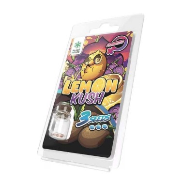 3 Lemon Kush FEMINISIERTE Samen | Plant of Life