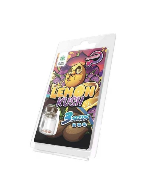 3 Lemon Kush FEMINISIERTE Samen | Plant of Life