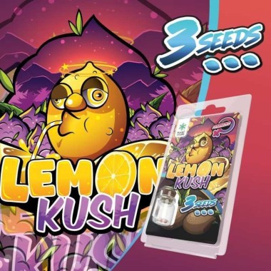 3 Lemon Kush FEMINISIERTE Samen | Plant of Life