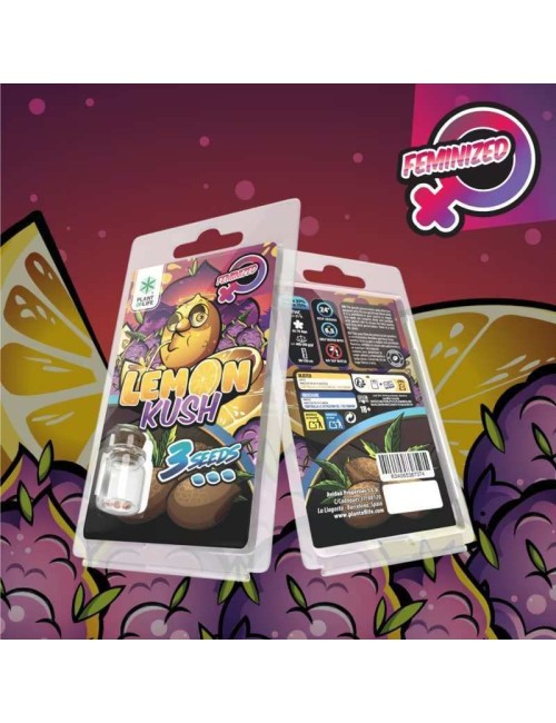 3 Lemon Kush FEMINISIERTE Samen | Plant of Life