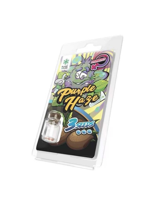 3 Purple Haze FEMINISIERTE Samen | Plant of Life