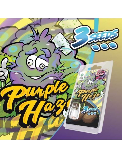 3 Purple Haze FEMINISIERTE Samen | Plant of Life