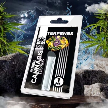 Terpen Lemon Haze | PLANT OF LIFE