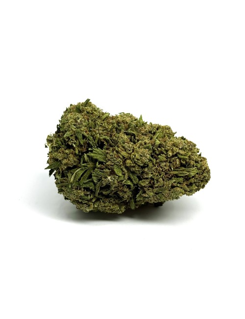 CBD-Blüte California Pink Haze NL-1 10%