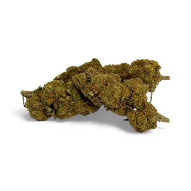 CBD Çiçeği Critical+ Greenhouse %8