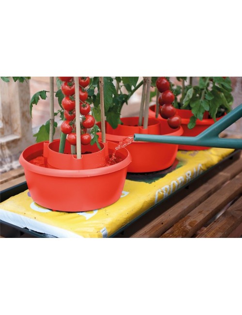 Pflanzenhalos (3er-Set) rot