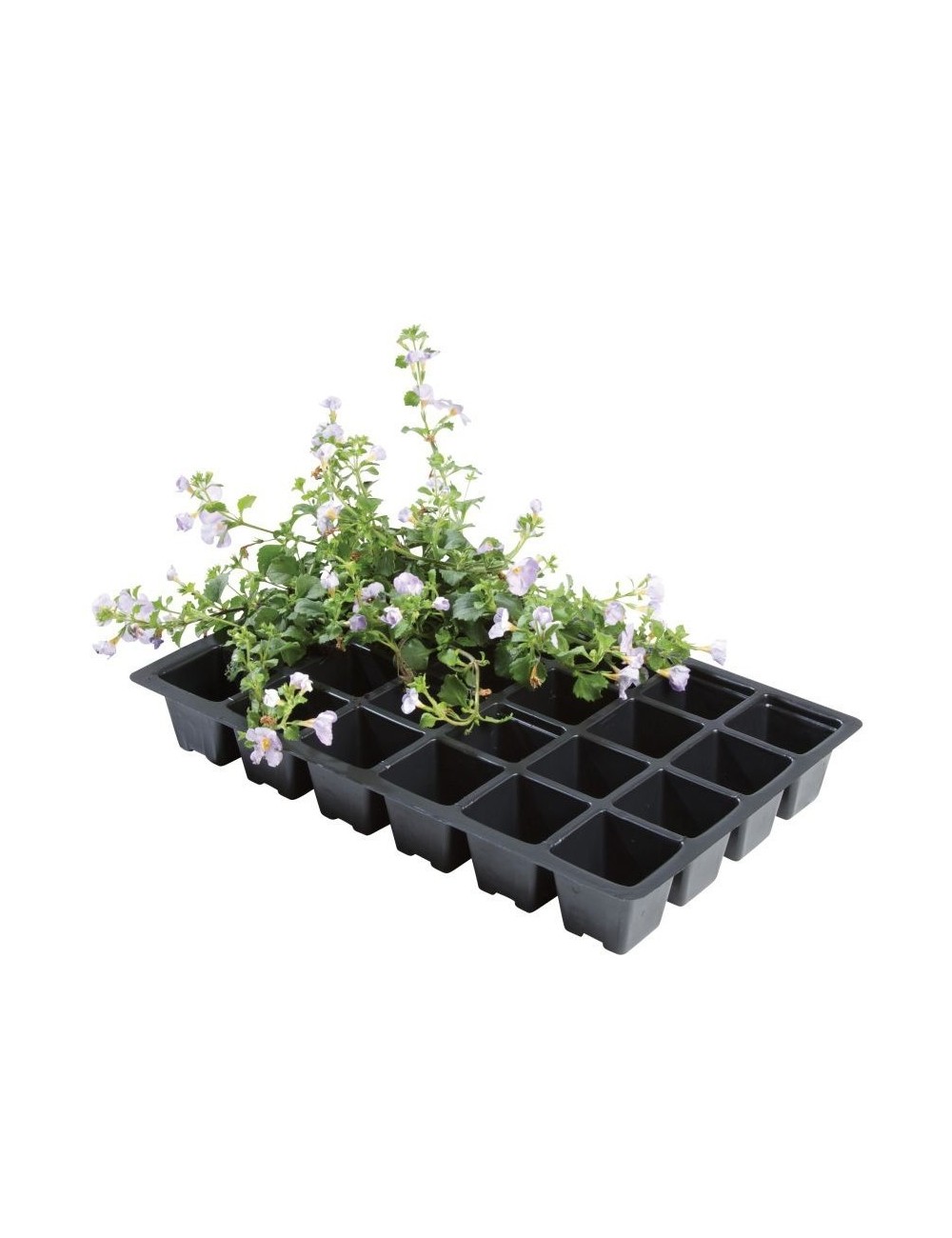 Professionelle Einsätze 24 Zellen (5er-Pack)