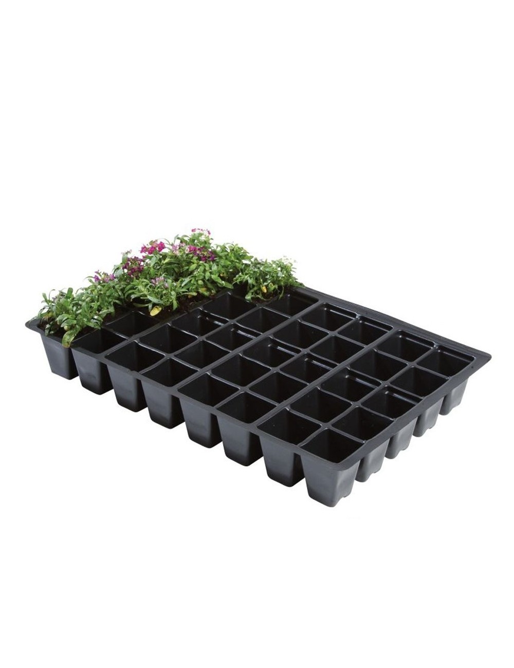 Professionelle Einsätze 40 Zellen (5er-Pack)