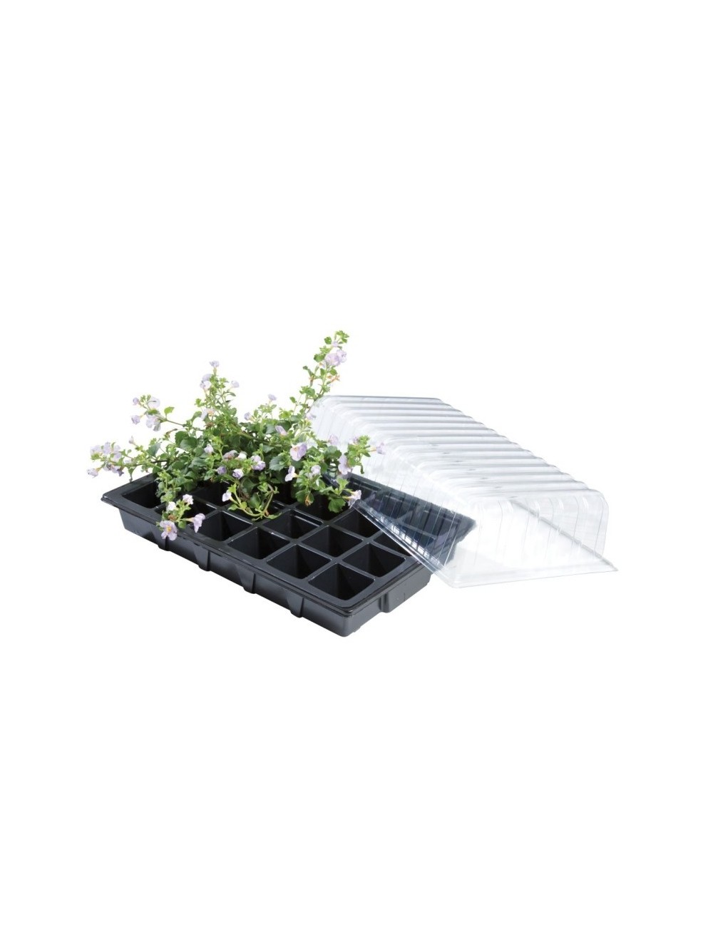Mini-Gewächshaus-Propagator