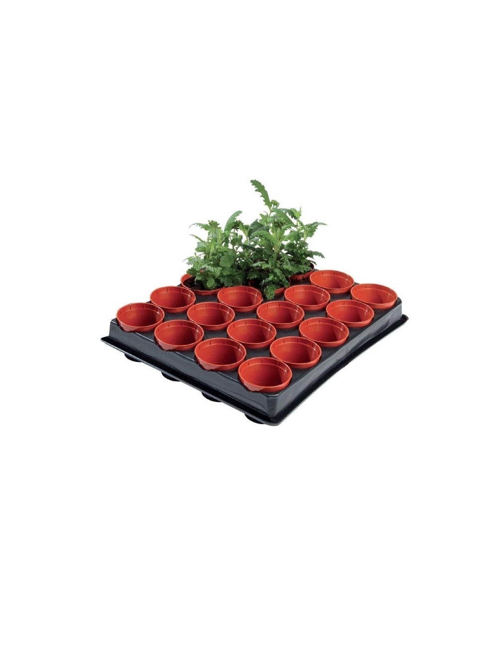 Mini-Aussaat- und Stecklingsschale professionell (20 x 6 cm Töpfe)