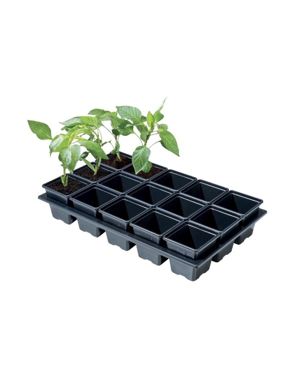 Mini-Profi-Gemüsebeet (15 quadratische Töpfe, 7 cm)