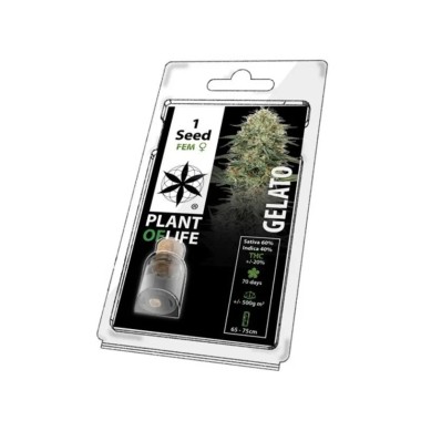 Sammelkorn GELATO FEMINISIERT