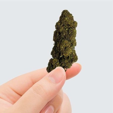 CBD Çiçeği - CHARLOTTE'S WEB