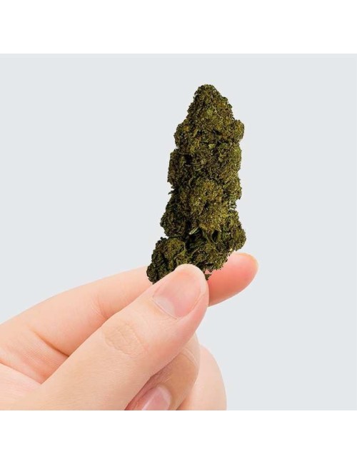 CBD Çiçeği - CHARLOTTE'S WEB