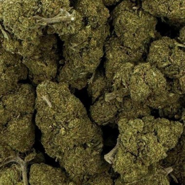 CBD Çiçeği - CHARLOTTE'S WEB