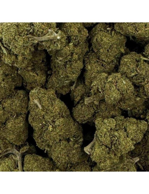 CBD Çiçeği - CHARLOTTE'S WEB