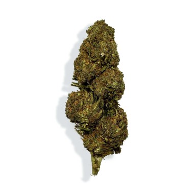 CBD Çiçeği - BLUEBERRY