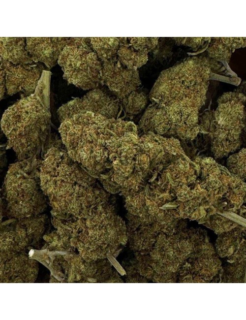 CBD Çiçeği - BLUEBERRY