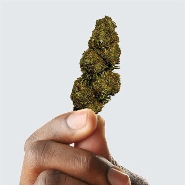 CBD Çiçeği - BLUEBERRY