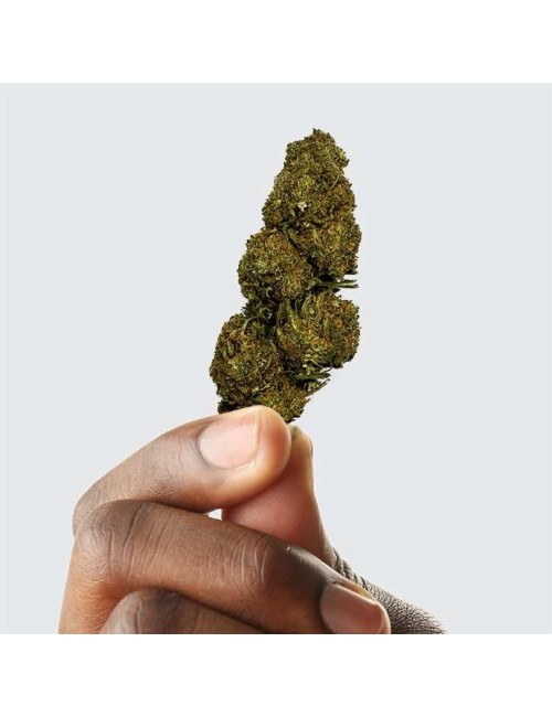 CBD Çiçeği - BLUEBERRY