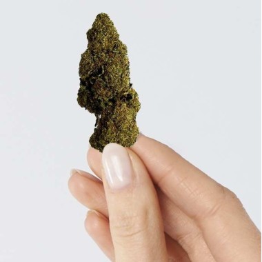 CBD Çiçeği - RASPBERRY HAZE