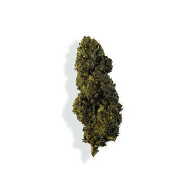 CBN/CBC Çiçek - GELATO