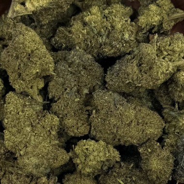 CBN/CBC Çiçek - GELATO