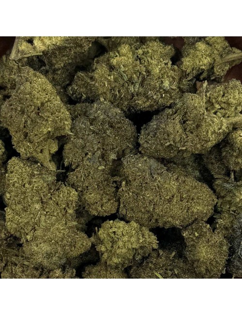 CBN/CBC Çiçek - GELATO