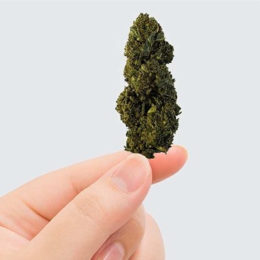 CBN/CBC Çiçek - GELATO