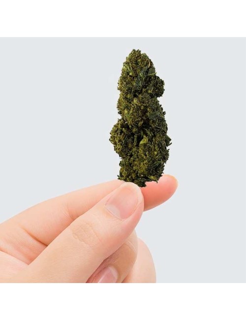 CBN/CBC Çiçek - GELATO