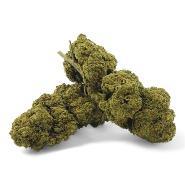 CBD Çiçeği Harlequin İç Mekan Premium