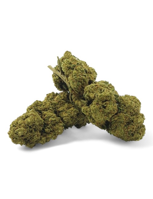 CBD Çiçeği Harlequin İç Mekan Premium