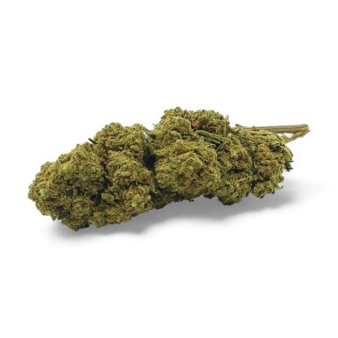 CBD Çiçeği Harlequin İç Mekan Premium