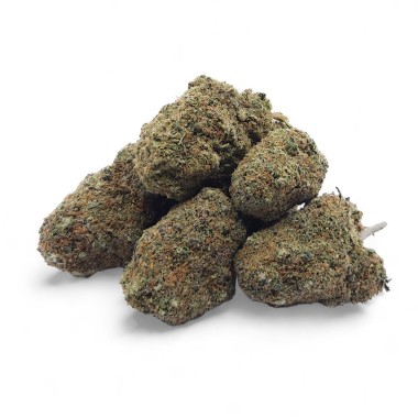 CBD Çiçek Gelato Glue Indoor Premium