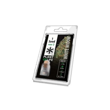 Sammelkorn WHITE WIDOW FEMINISIERT