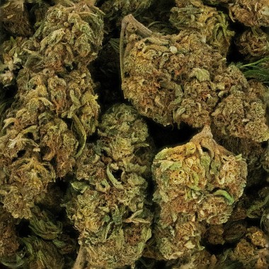 CBD Çiçeği - LEMON HAZE