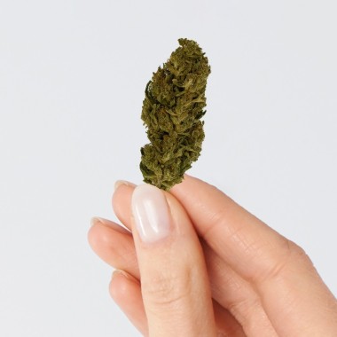 CBD Çiçeği - LEMON HAZE