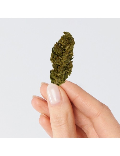 CBD Çiçeği - LEMON HAZE