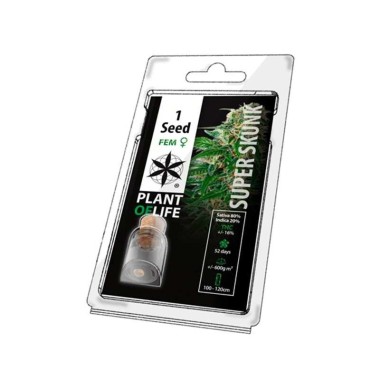 Sammlersamen SUPER SKUNK FEMINISIERT