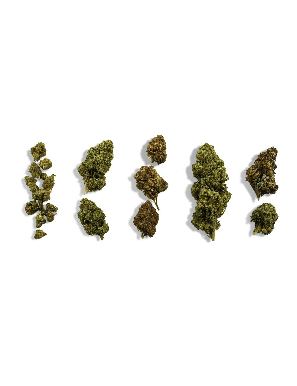 CBD Çiçekleri Başlangıç Keşif Seti