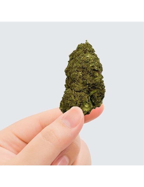 CBD Çiçeği - PINK LADY KUSH