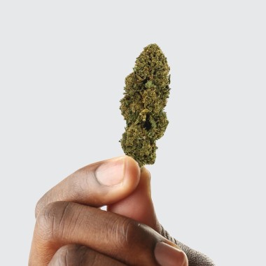 CBD Çiçeği - WHITE DAWG