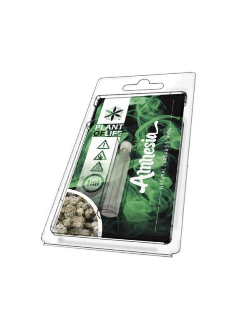 Terpenler Amnesia | PLANT OF LIFE