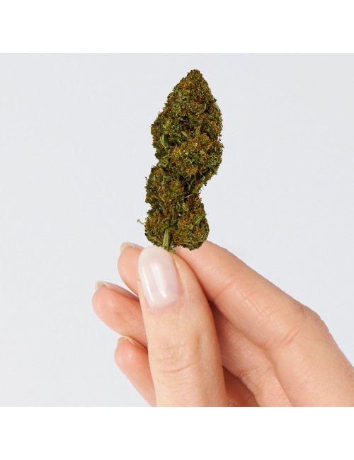 CBD Çiçek - CANDY KUSH