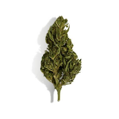 CBD Çiçeği - EUPHORIA